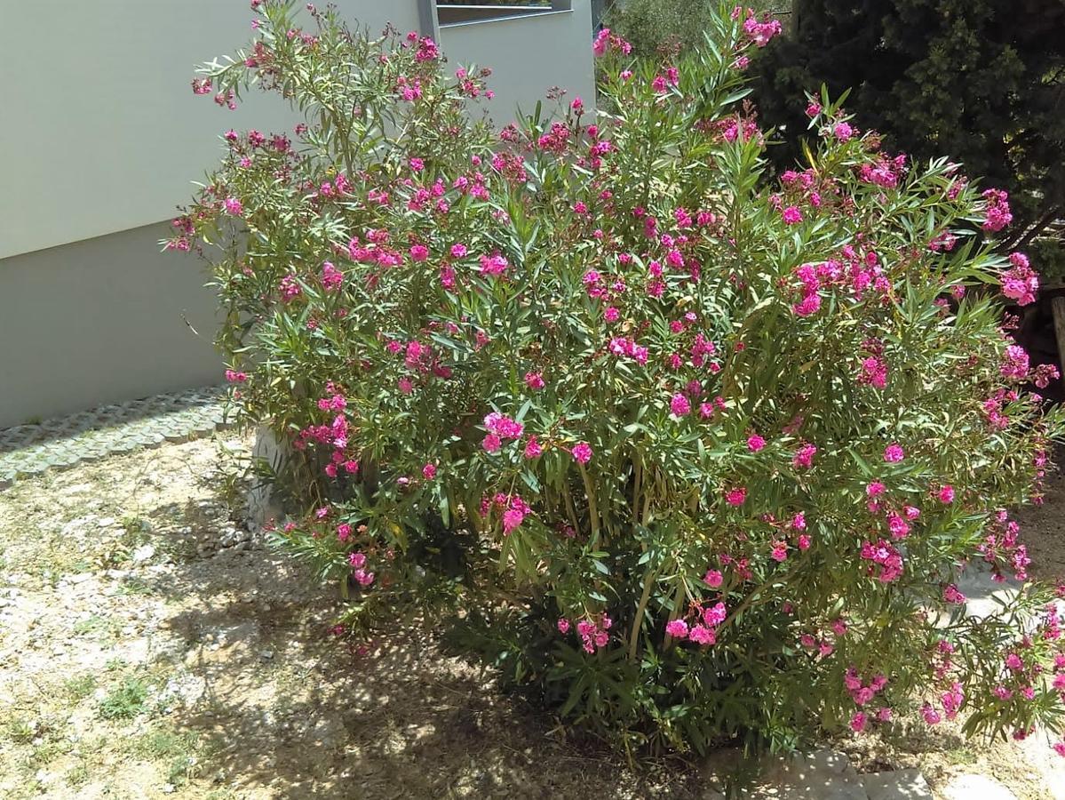 Apartments Kupine Bol Dış mekan fotoğraf